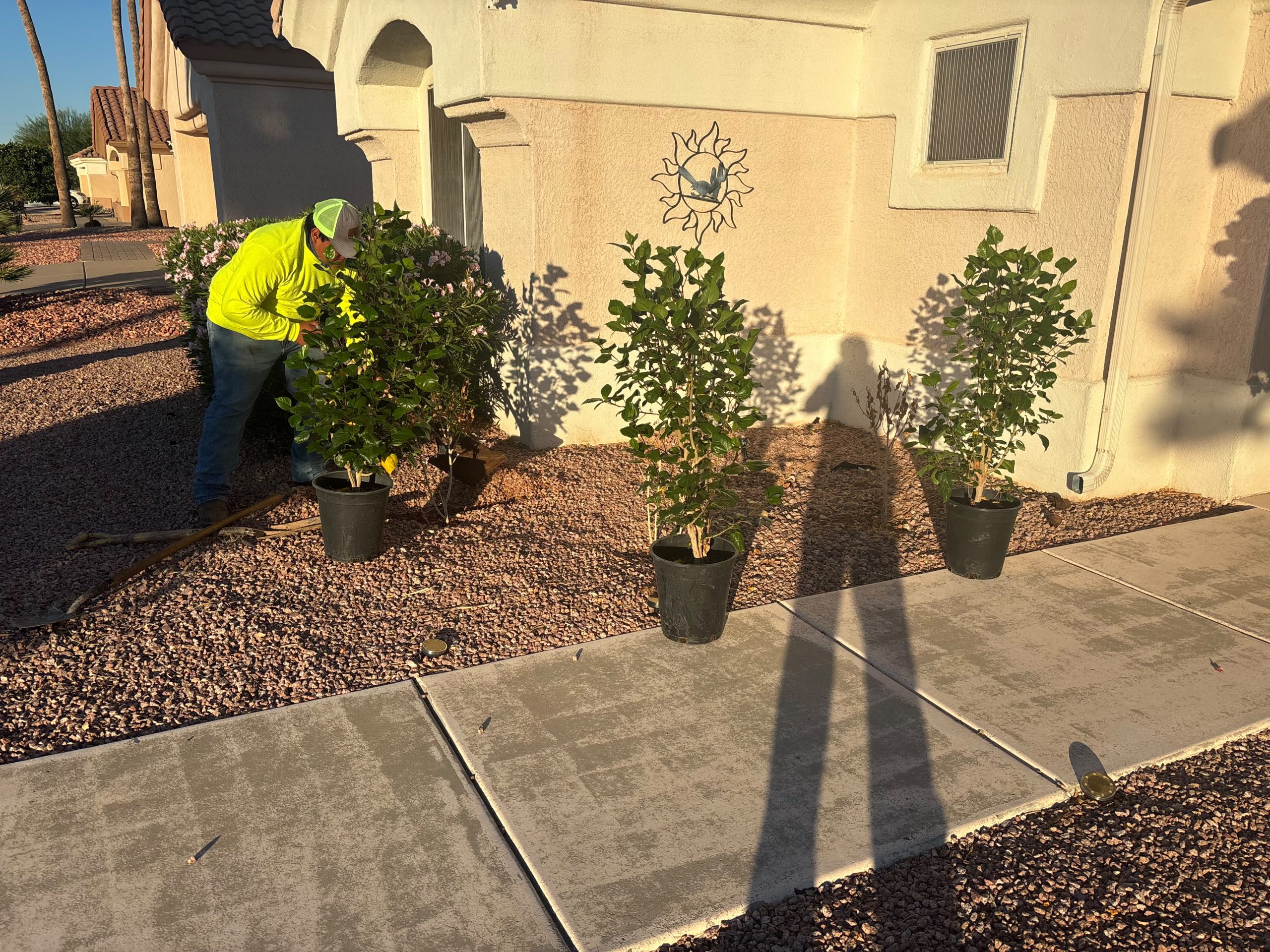 Planting trees