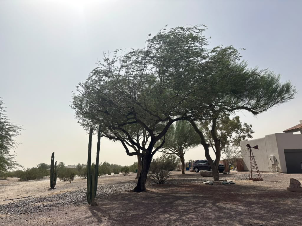 landscape care