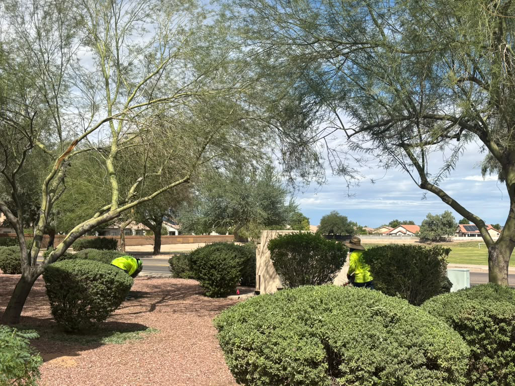lawn maintenance