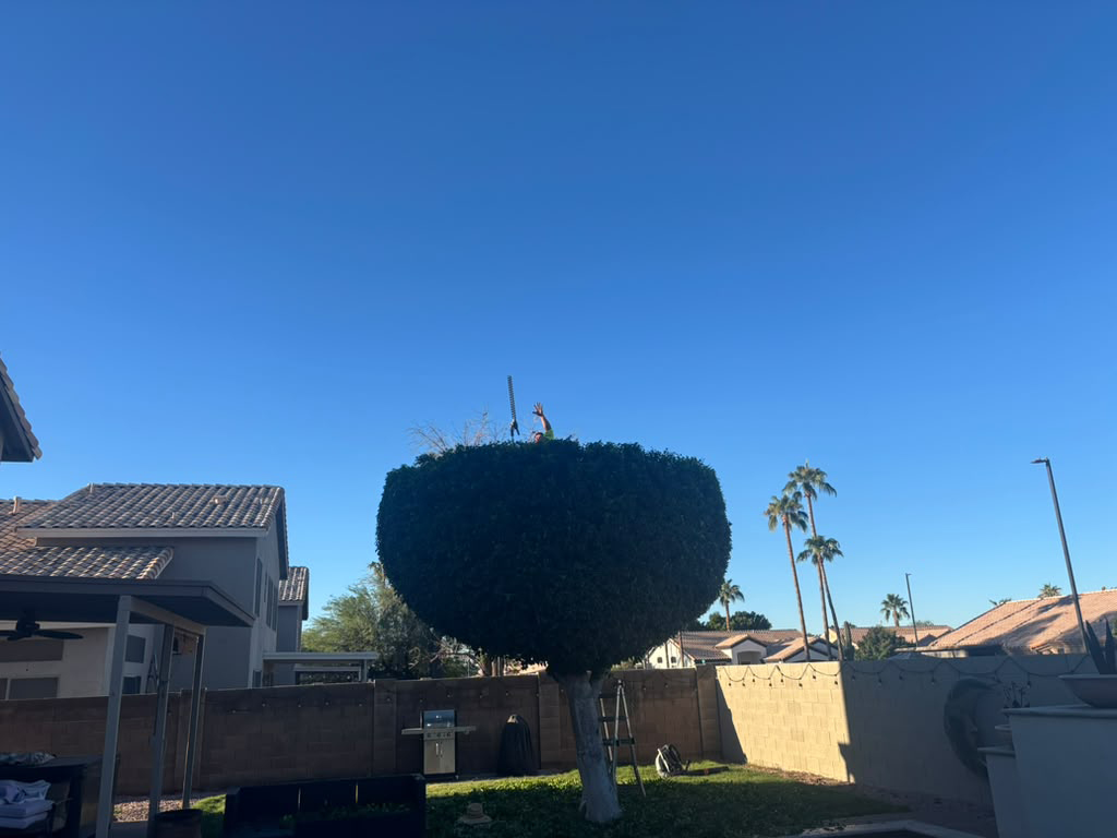 tree top trimming