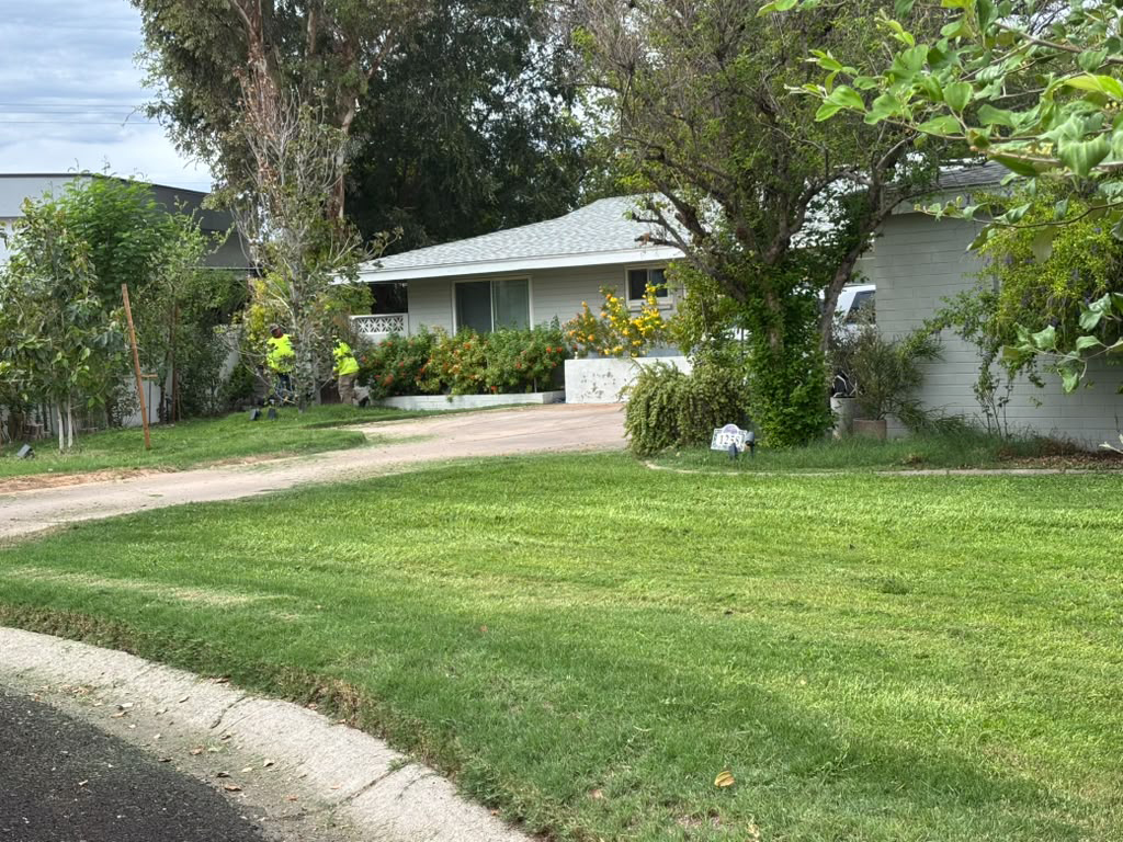 tree trimming